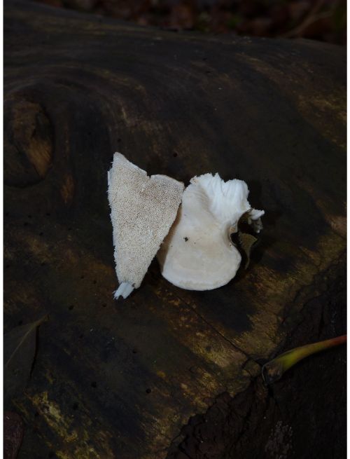 Pore surface of fruit body (susp. Postia subcaesia).